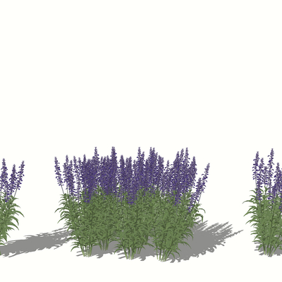  现代植物花草 鼠尾草su模型 