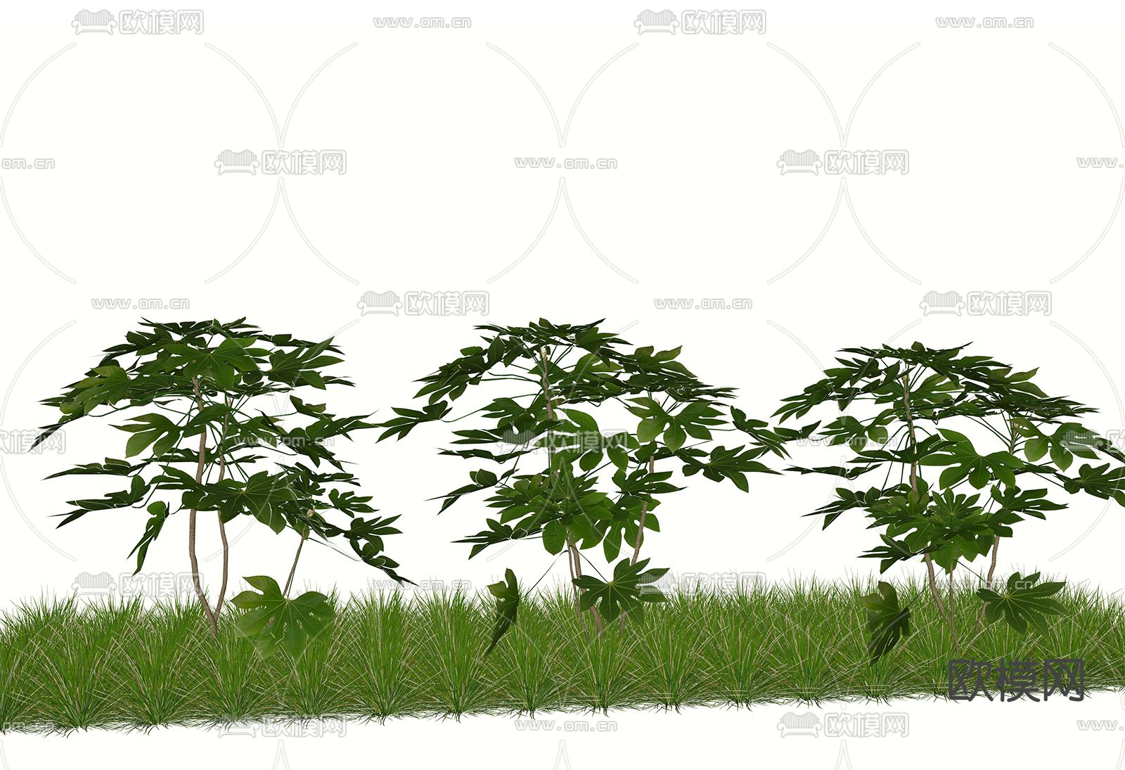 现代植物八角金盘 灌木绿植su模型下载（渲染图2）