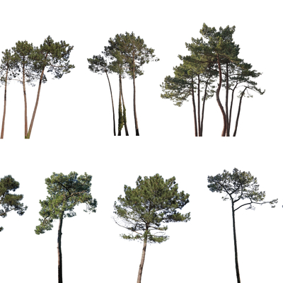  现代景观树2d组件su模型 