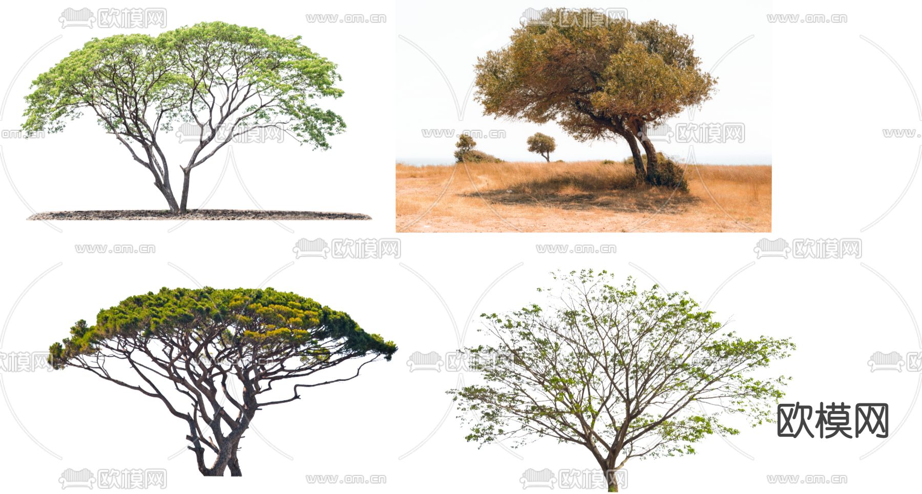 现代景观树2d组件su模型