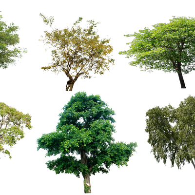  景观树 乔木2D组件su模型 