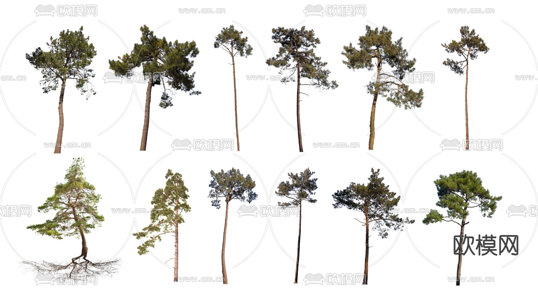 松树 乔木2D组件su模型