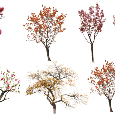  现代景观树2d组件su模型 