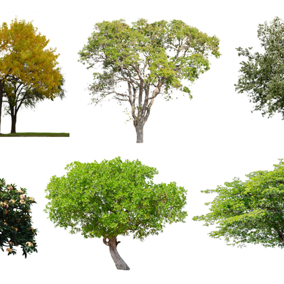  现代景观树2d组件su模型 