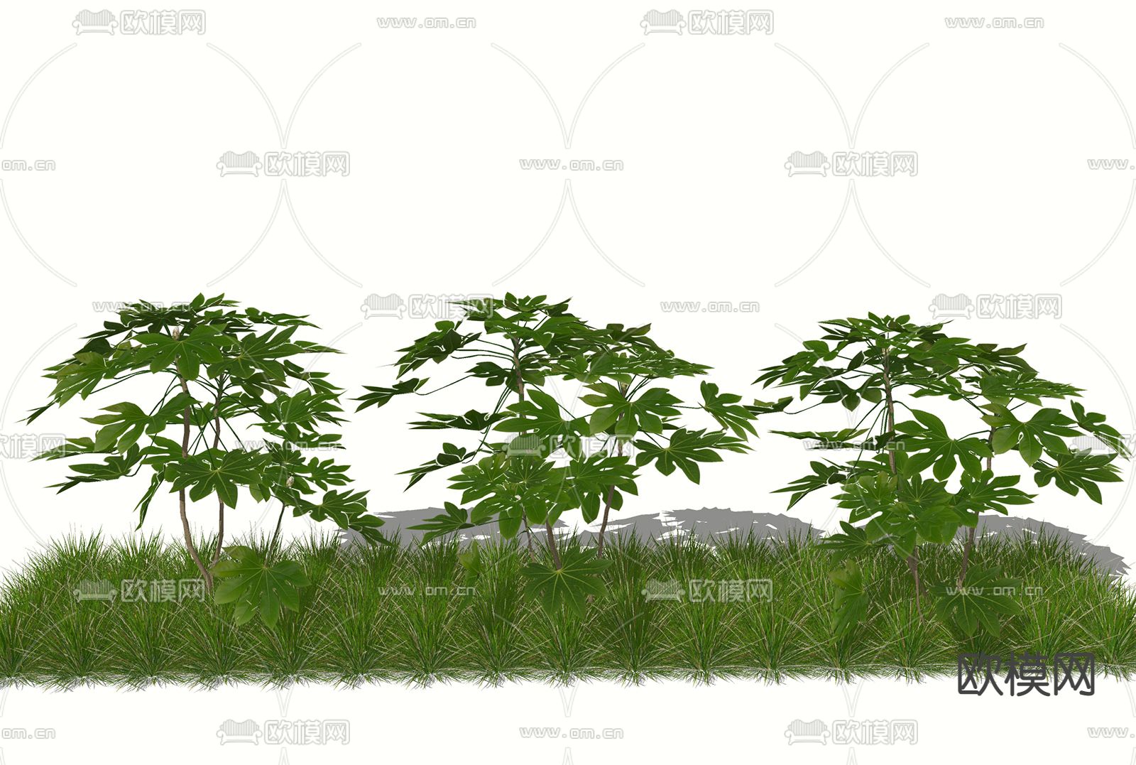 现代植物八角金盘 灌木绿植su模型下载（渲染图1）