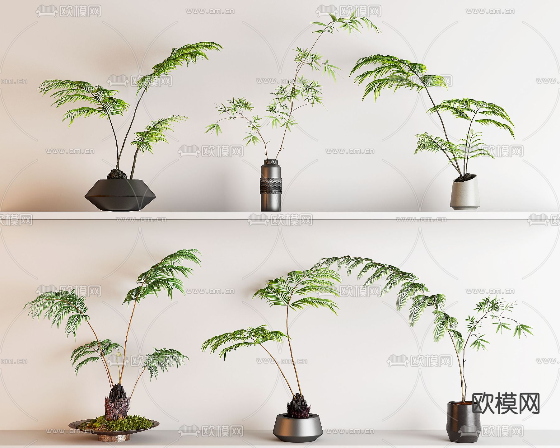 蕨类盆栽 盆景3d模型下载_ID14002797_3dmax免费模型-欧模网