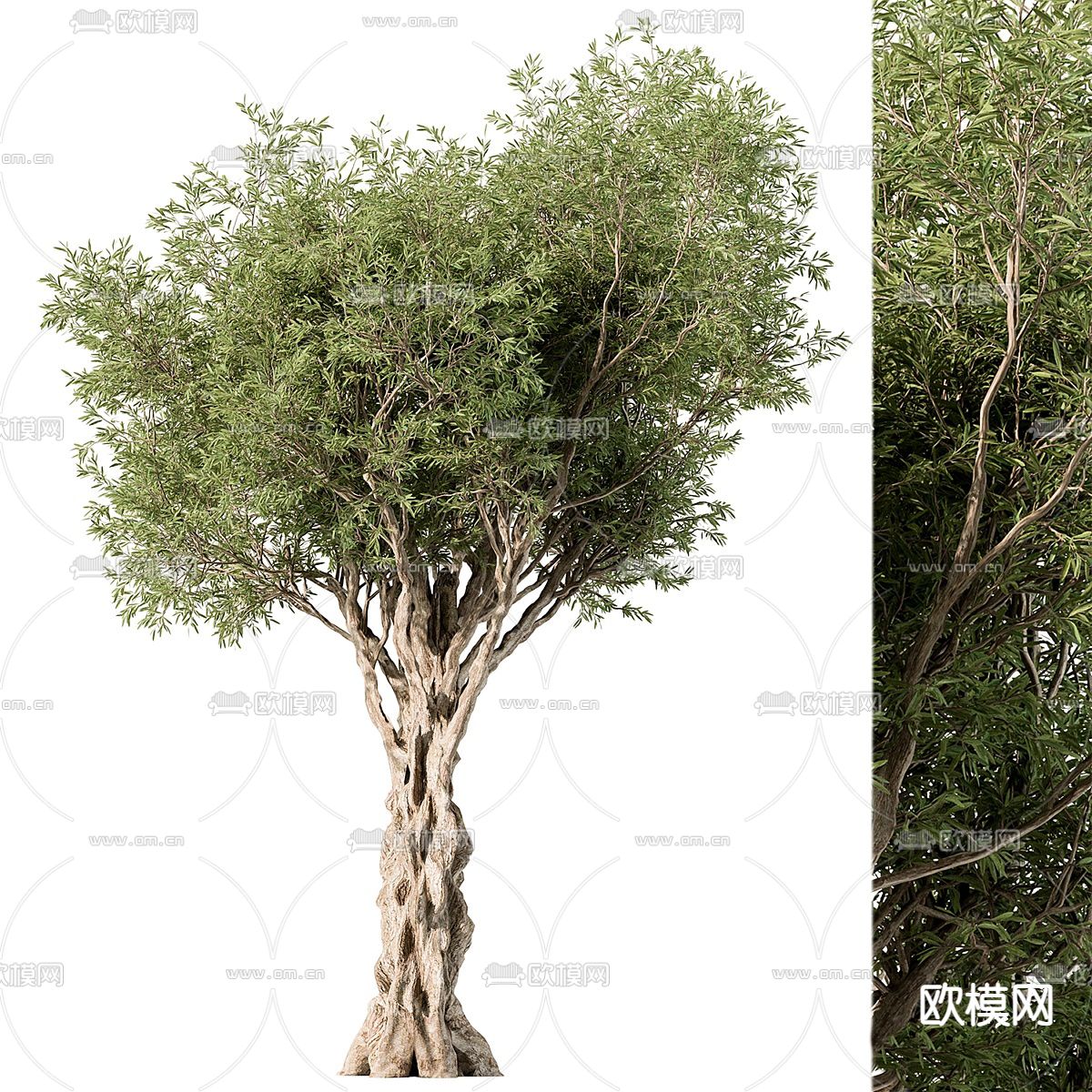 景观树 树木3d模型下载