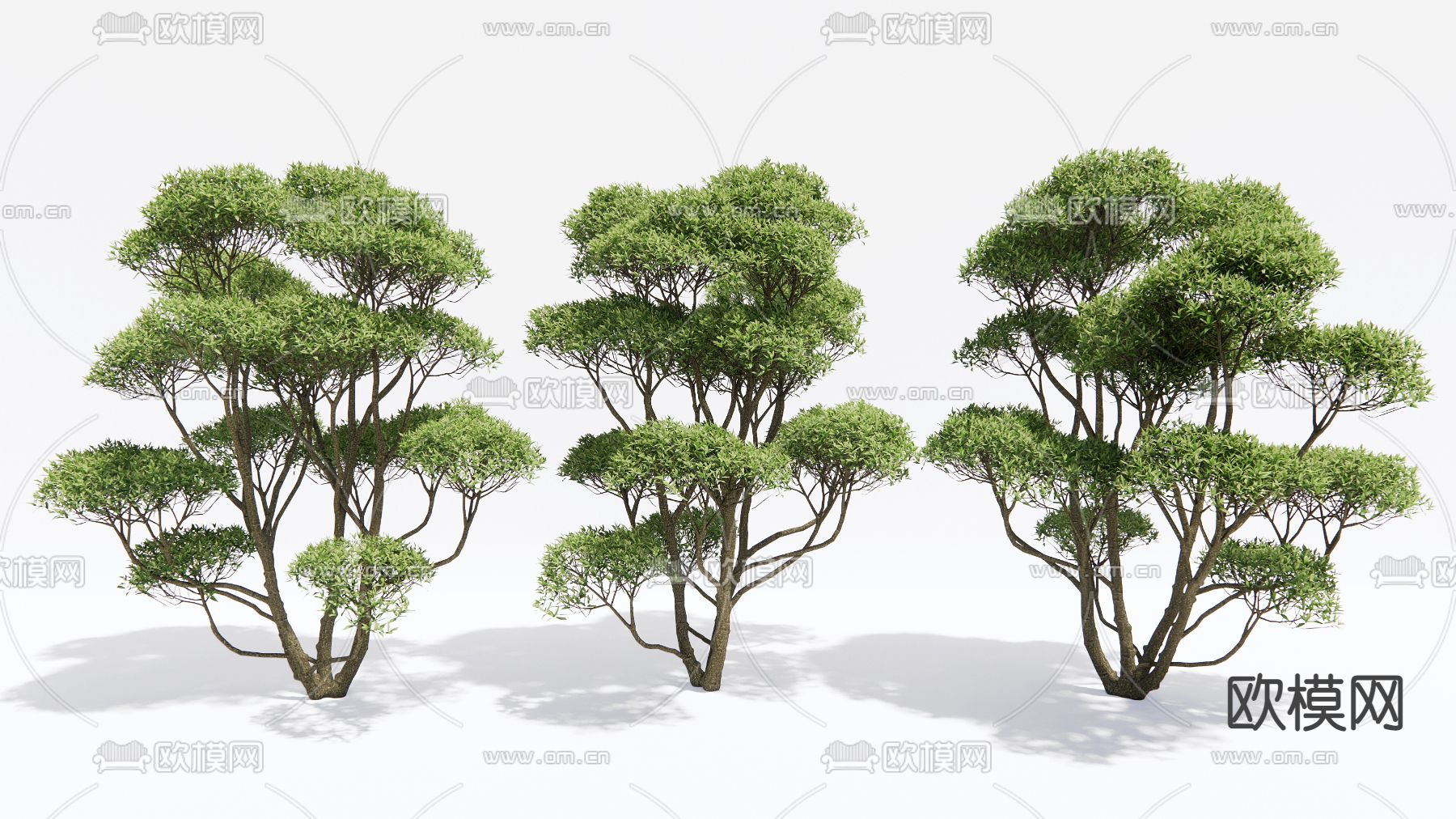 现代景观树 大树3d模型下载_ID13006654_3dmax免费模型-欧模网