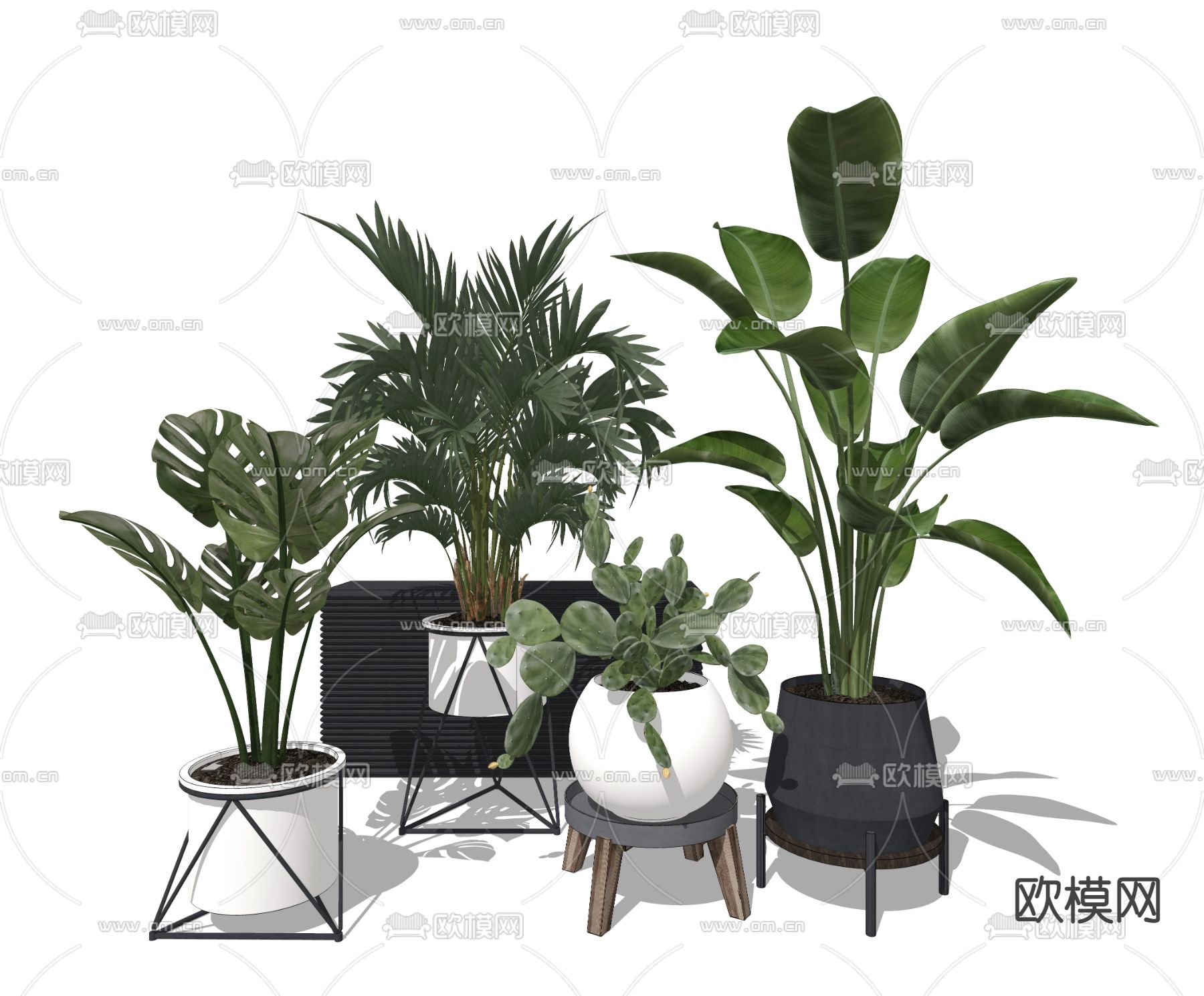 龟背叶盆栽 盆景su模型下载（渲染图2）