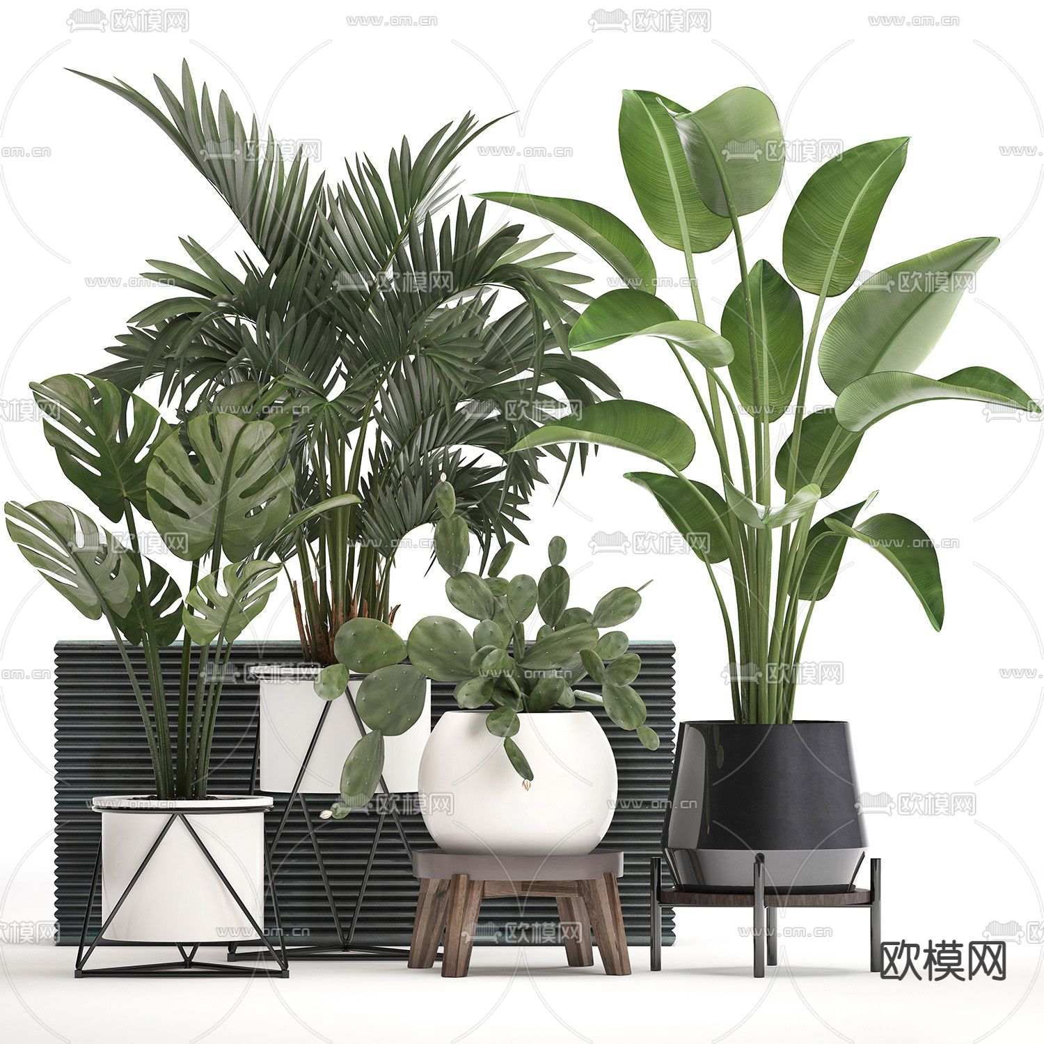 龟背叶盆栽 盆景su模型下载（渲染图1）