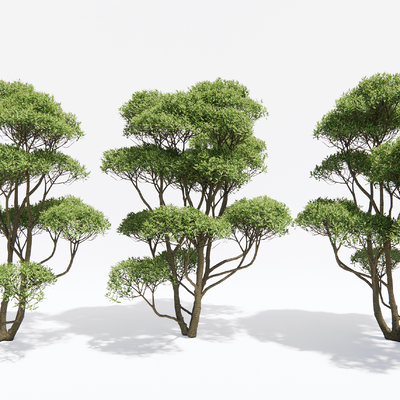  大树 行道树 景观树su模型 
