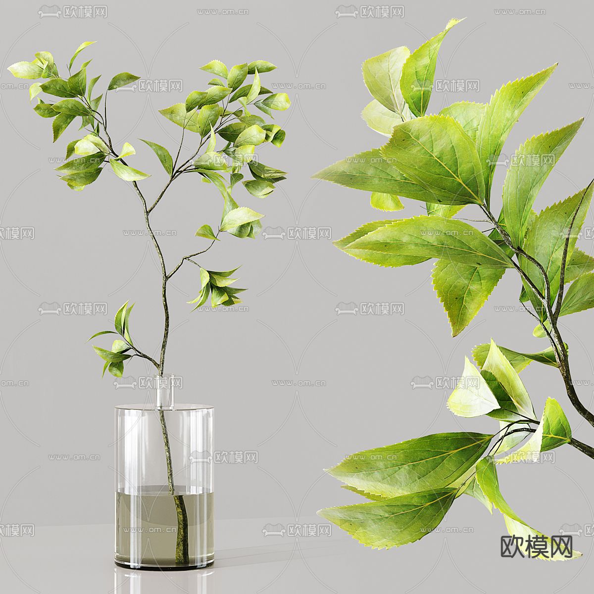 水生植物 水培绿植3d模型下载（渲染图3）