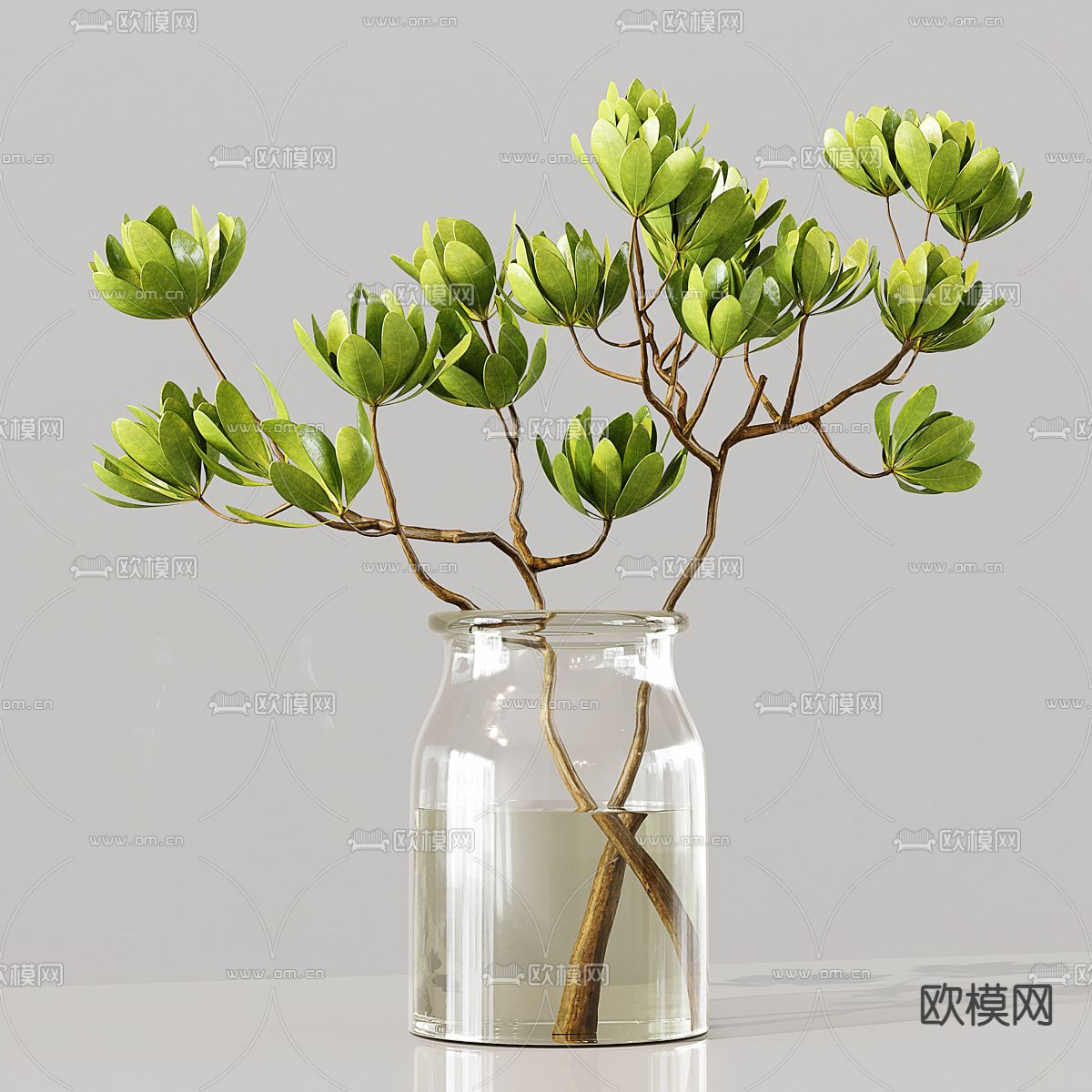水生植物 水培绿植3d模型下载（渲染图4）