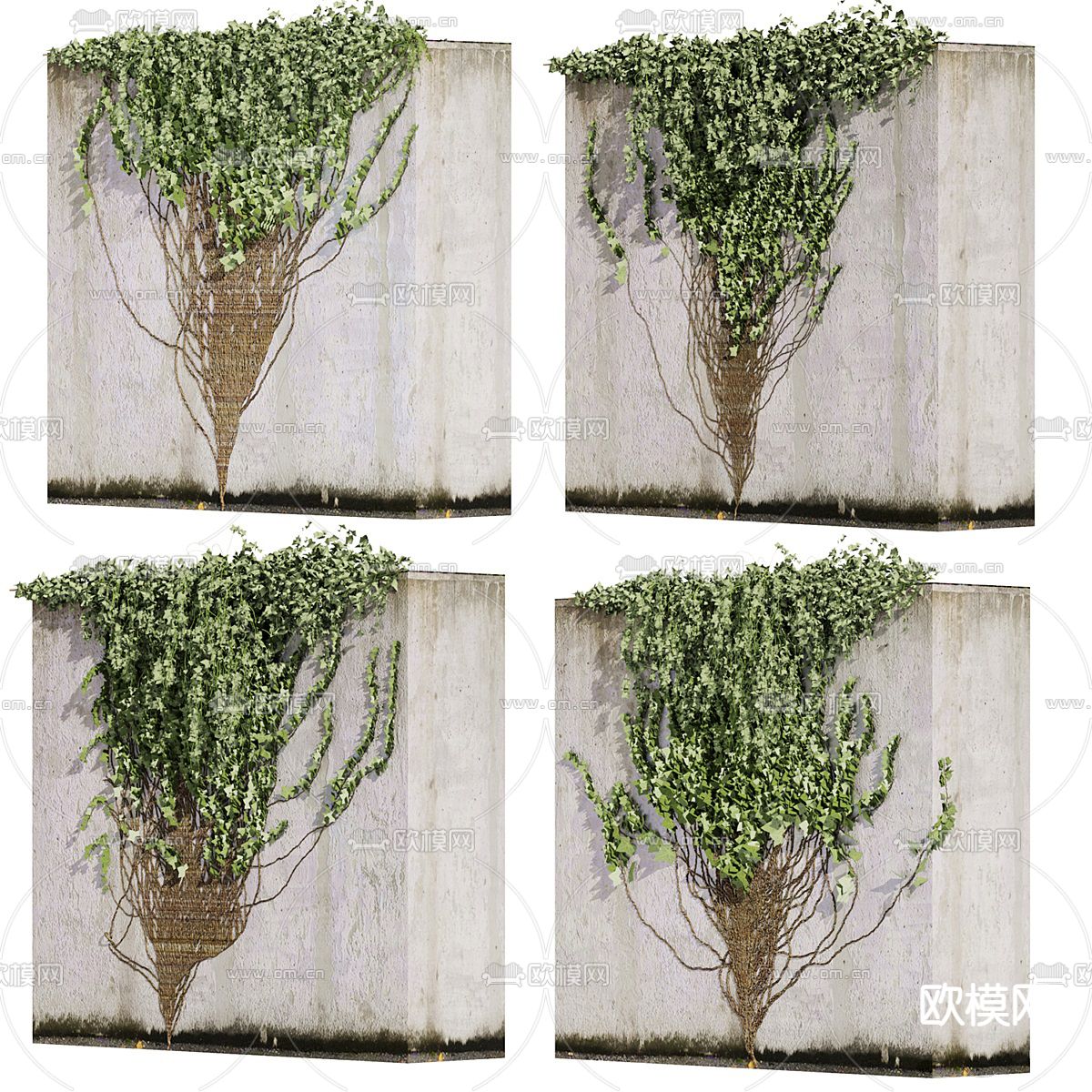 爬山虎 蔓藤3d模型下载