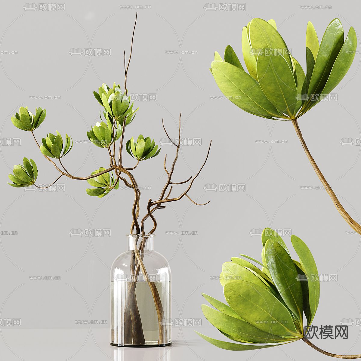 水生植物 水培绿植3d模型下载（渲染图5）
