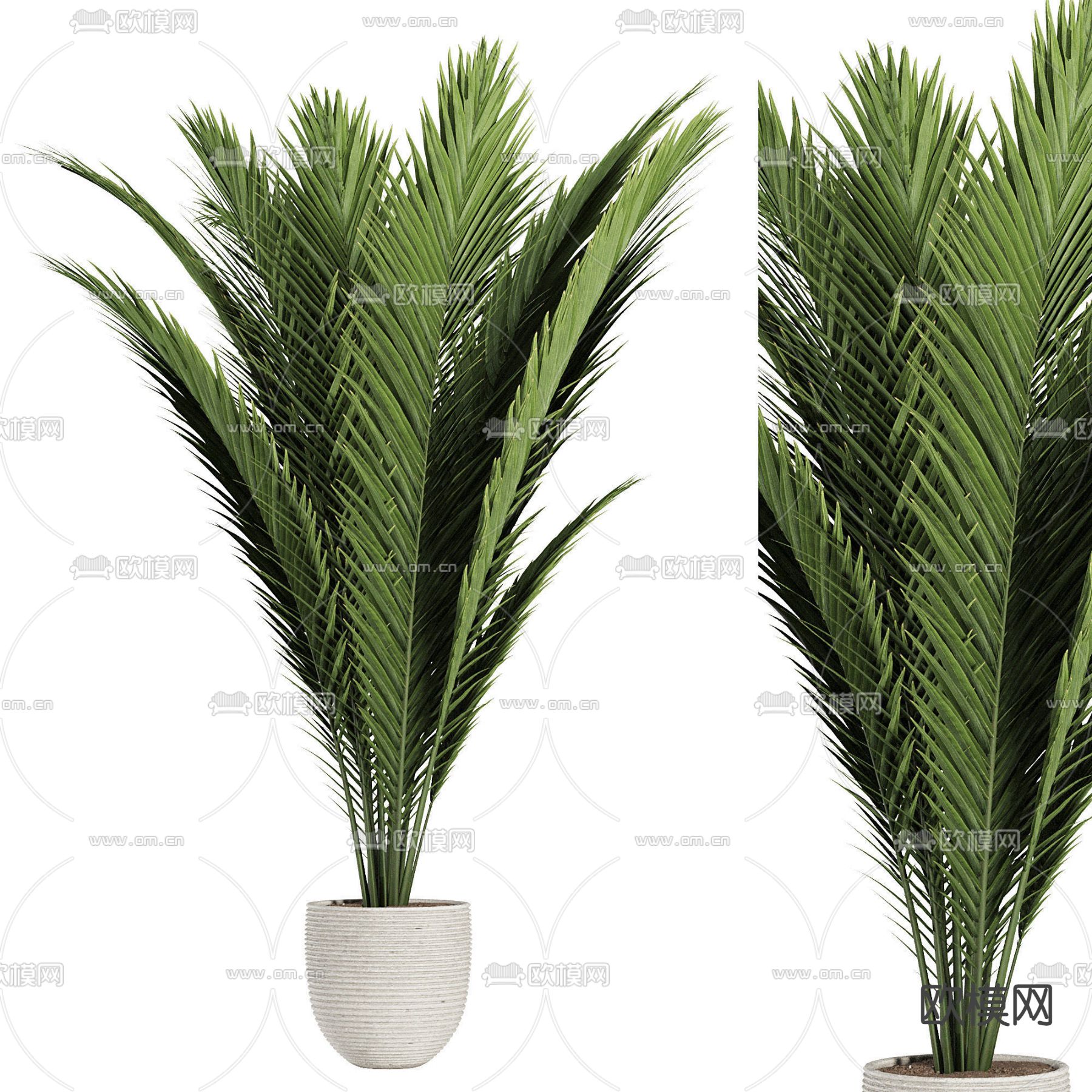 棕榈 植物盆栽 盆景3d模型下载_ID13017772_3dmax免费模型-欧模网