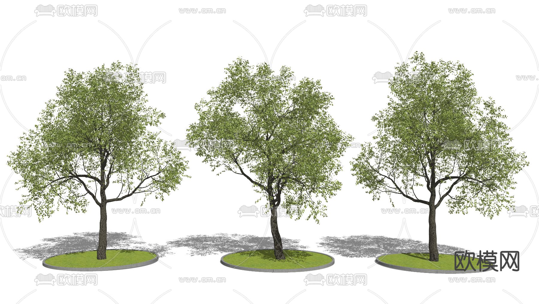 景观树 乔木 su模型