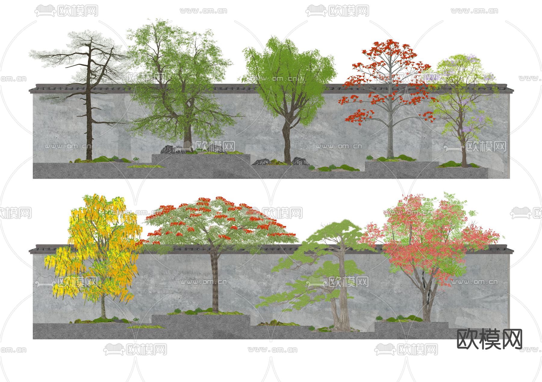 景观树 乔木  凤凰木su模型