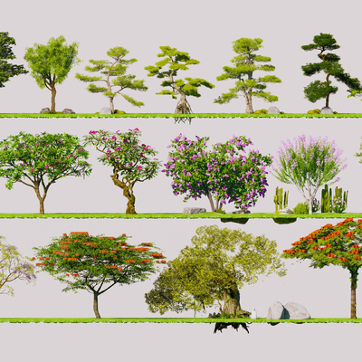  蓝花楹 凤凰木 景观树su模型 