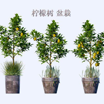  柠檬树 盆栽 乔木 果树su模型 
