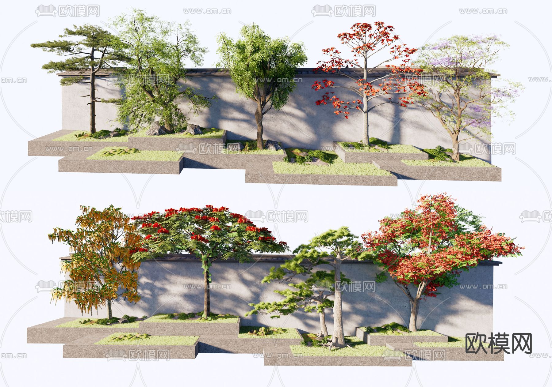 景观树 乔木  凤凰木su模型
