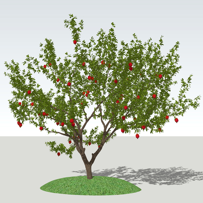  现代景观树 石榴树 果树su模型 