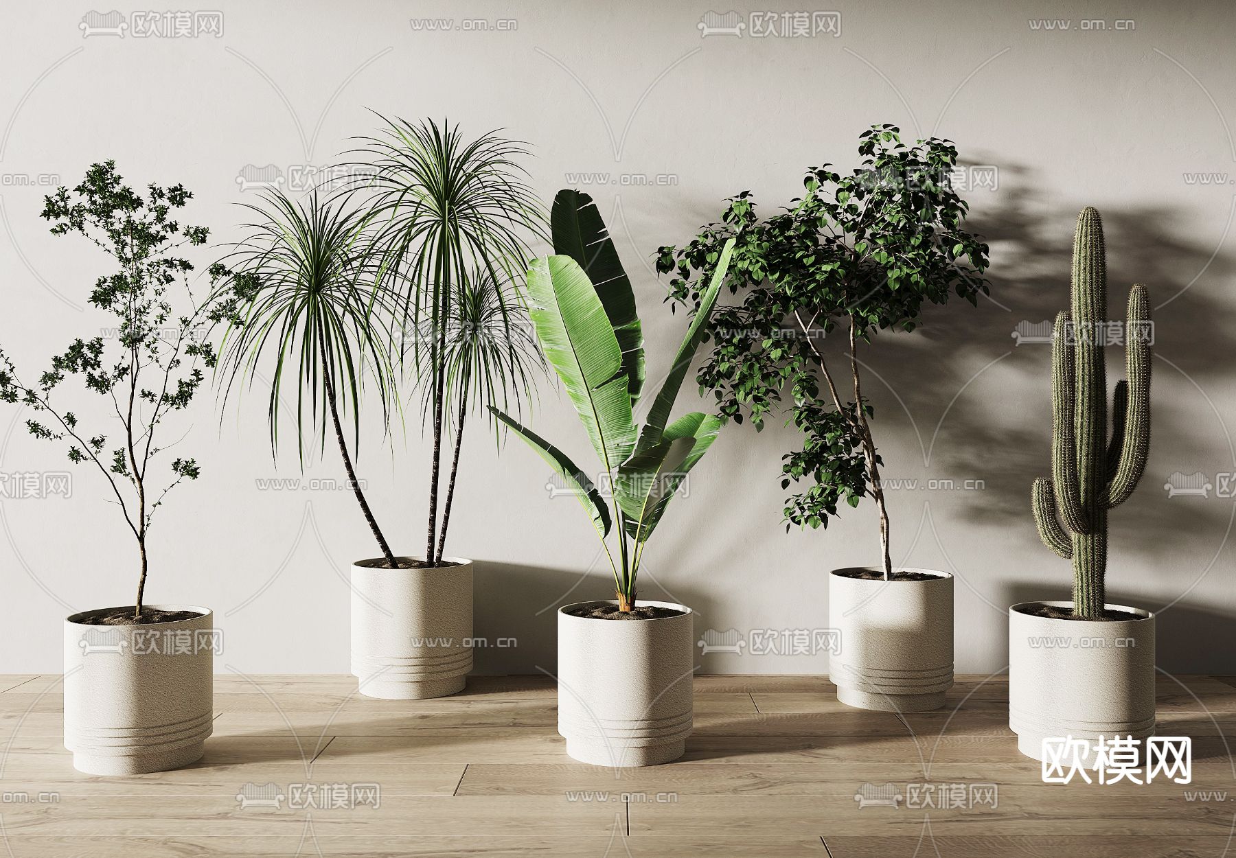 芭蕉 盆栽 盆景3d模型下载_ID13030546_3dmax免费模型-欧模网