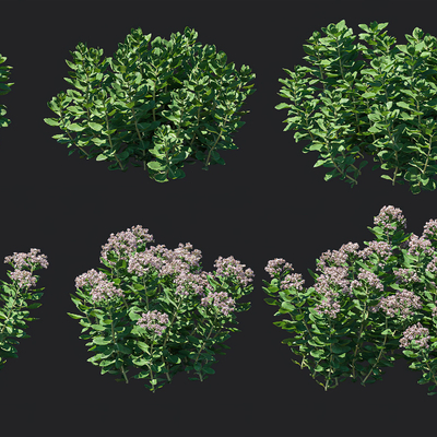  现代绿植灌木 花草花卉su模型 