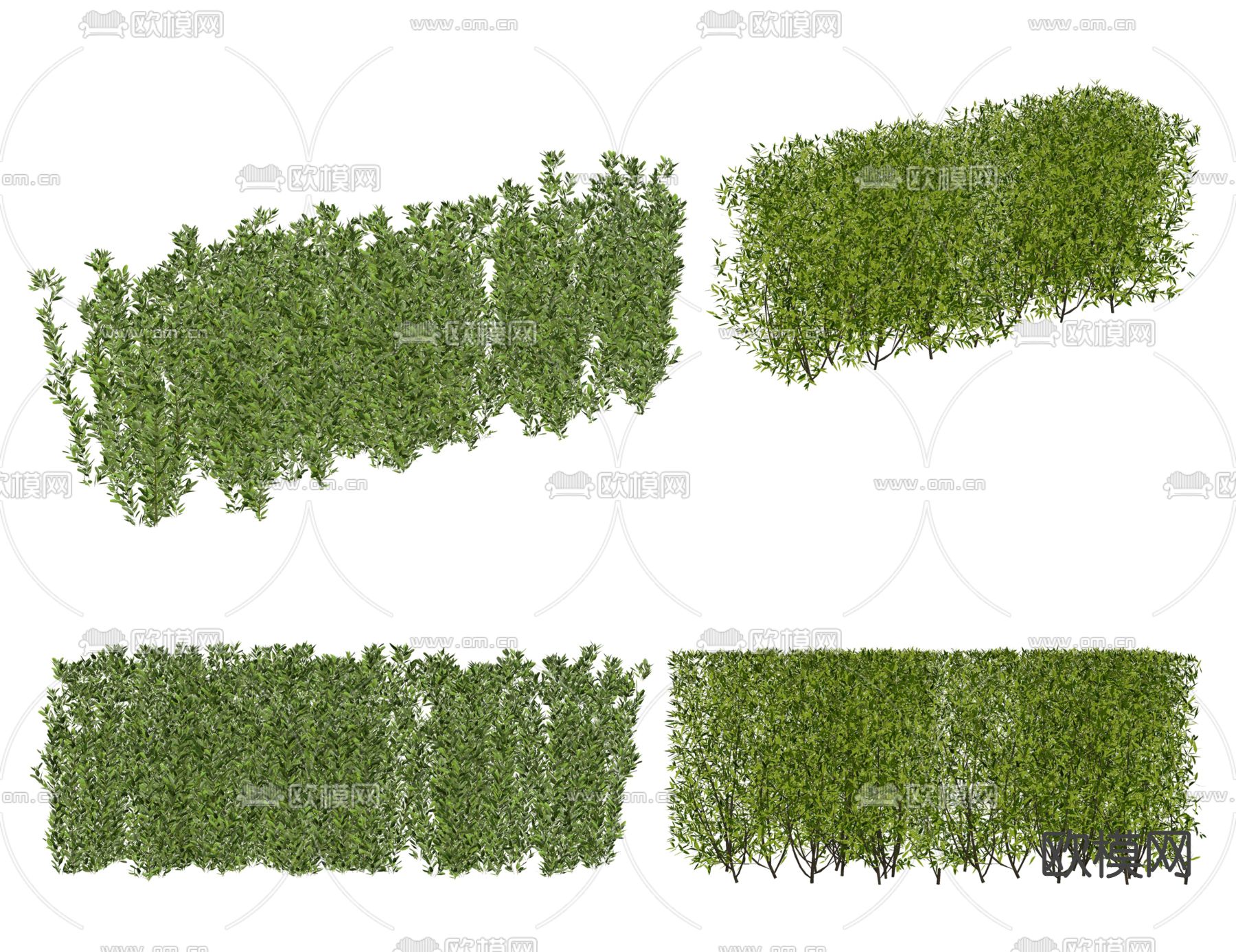 绿篱灌木su模型下载（渲染图2）