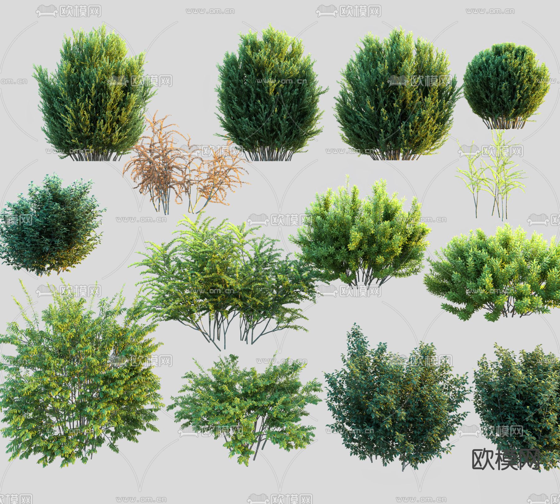 灌木 绿植3d模型下载