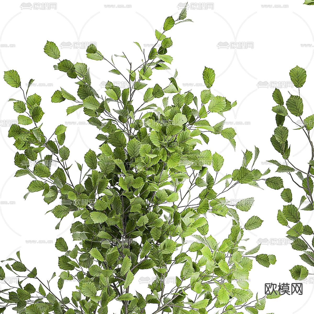 绿植花坛 花圃盆栽3d模型下载（渲染图3）