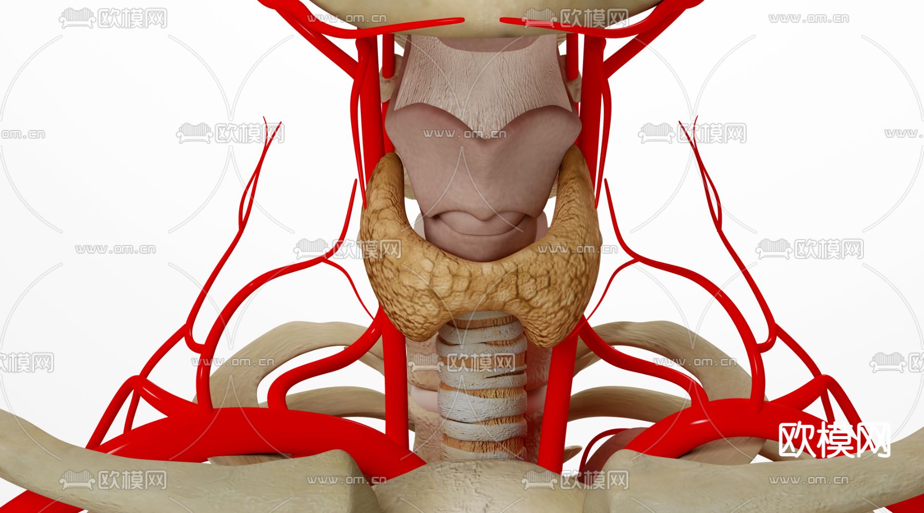 人体甲亢3d模型下载