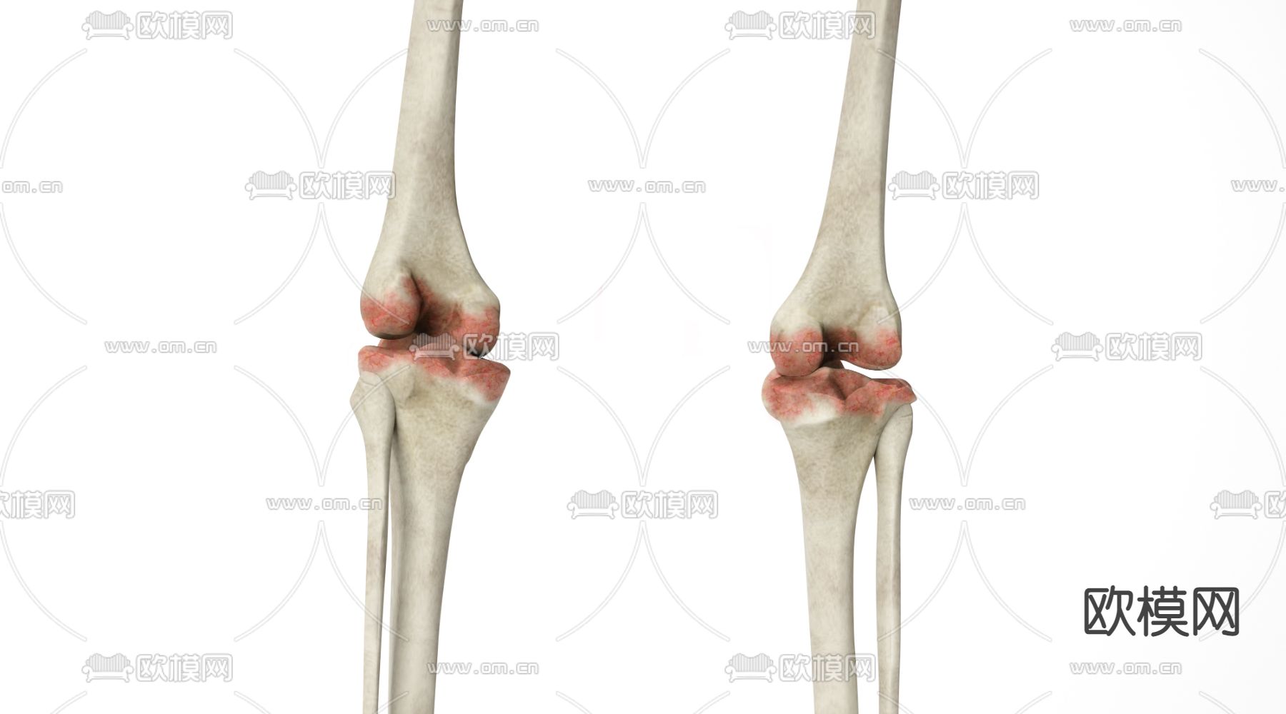 人体关节3d模型下载