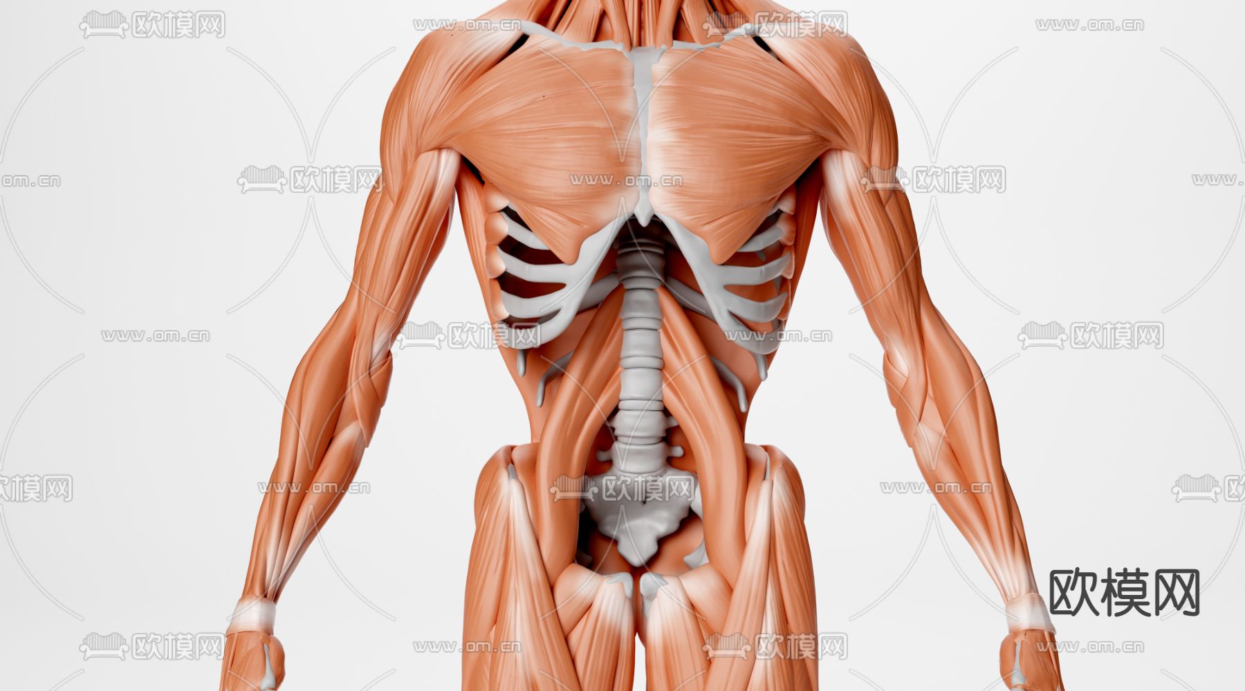 人体 肌肉组织3d模型