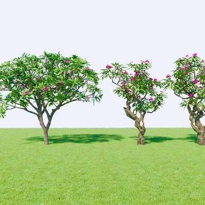  鸡蛋花树 乔木su模型 