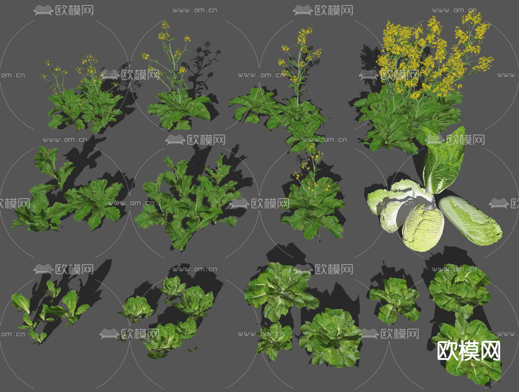 油菜 白菜 蔬菜su模型下载（渲染图2）