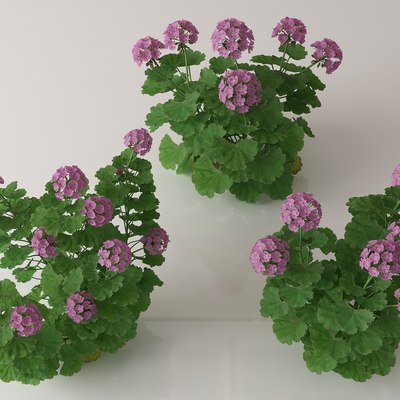  绿植花丛 花簇 花草su模型 