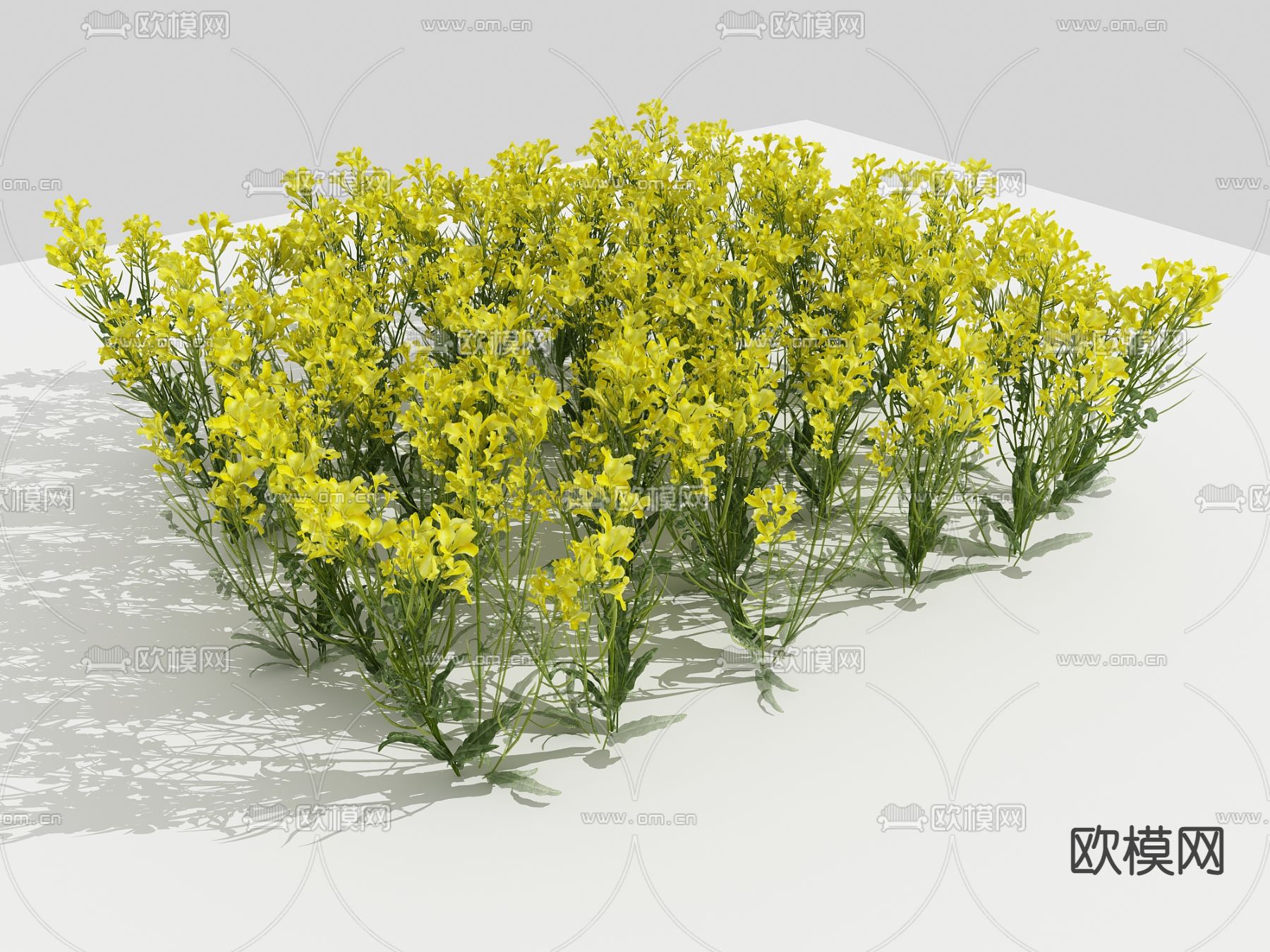 油菜花su模型下载（渲染图1）