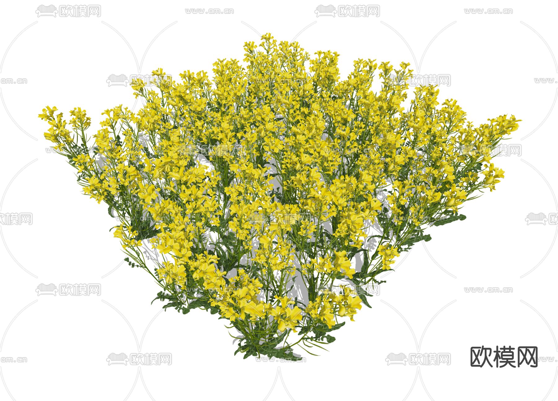 油菜花su模型下载（渲染图2）