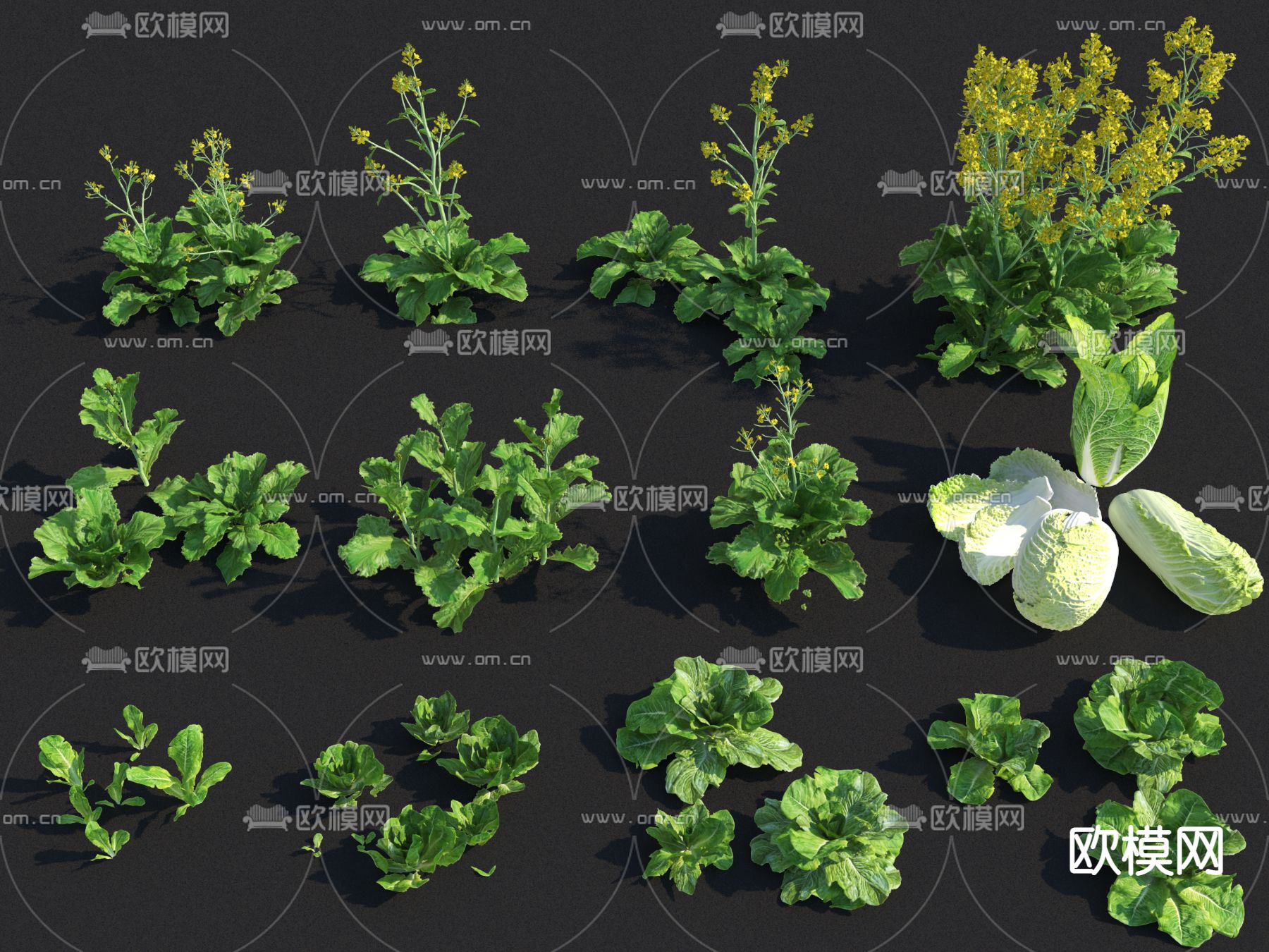 油菜 白菜 蔬菜su模型下载（渲染图1）