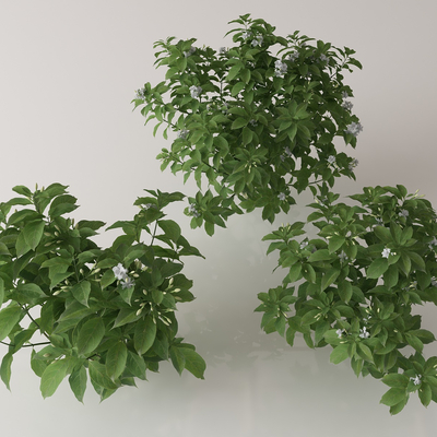  绿植花丛 花簇 花草su模型 