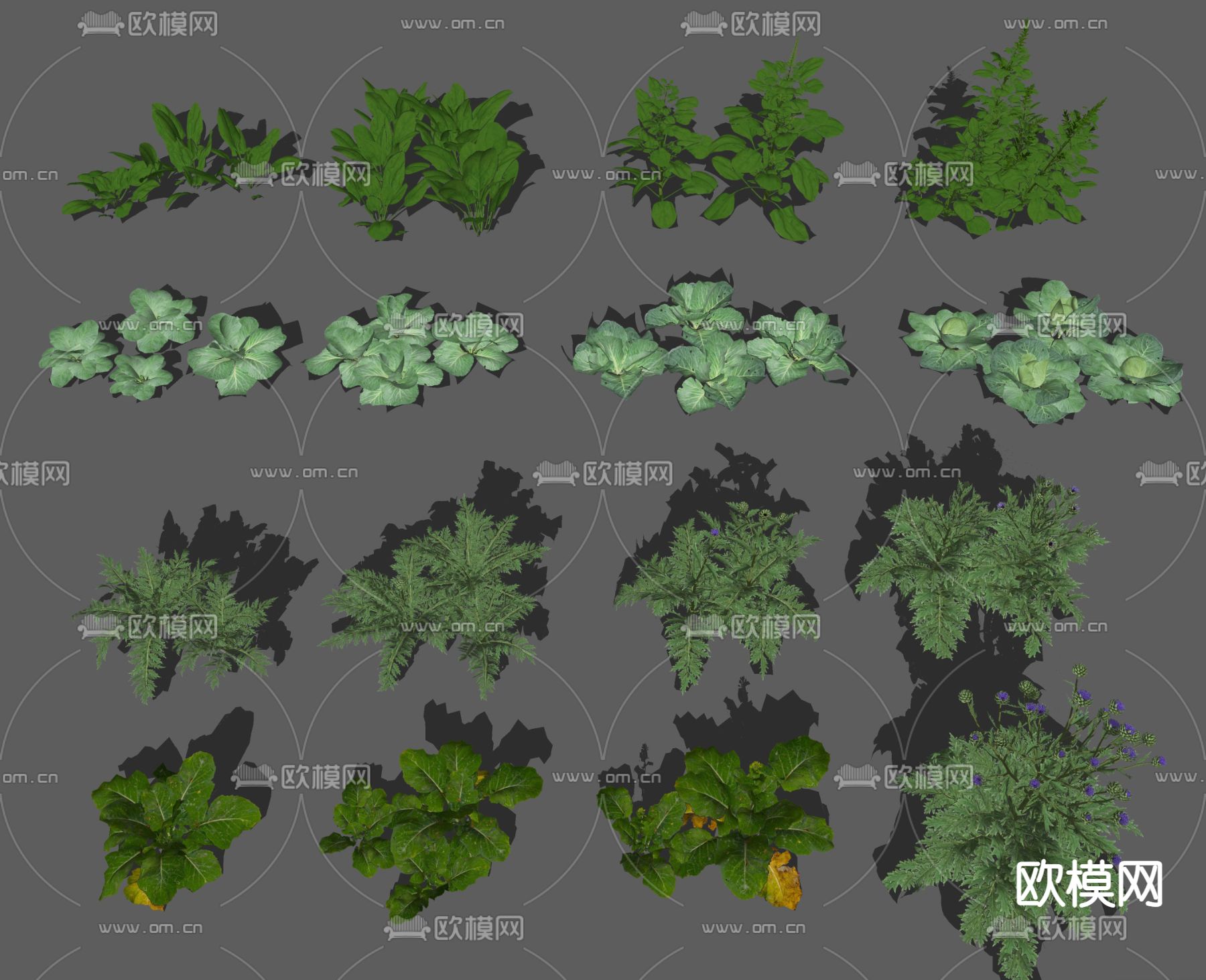 蔬菜农作物 大头菜 菠菜  甘蓝su模型下载（渲染图2）