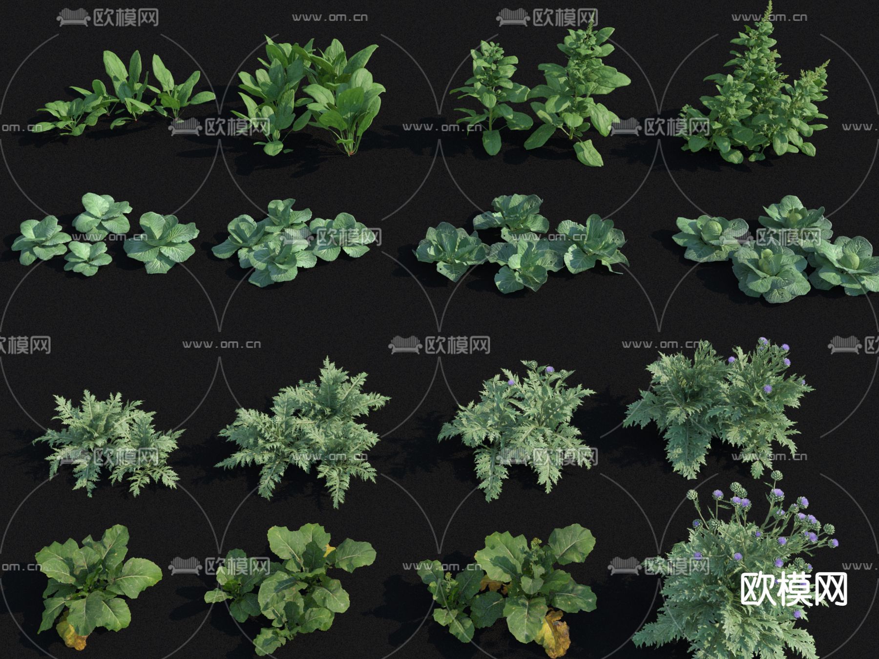 蔬菜农作物 大头菜 菠菜  甘蓝su模型下载（渲染图1）