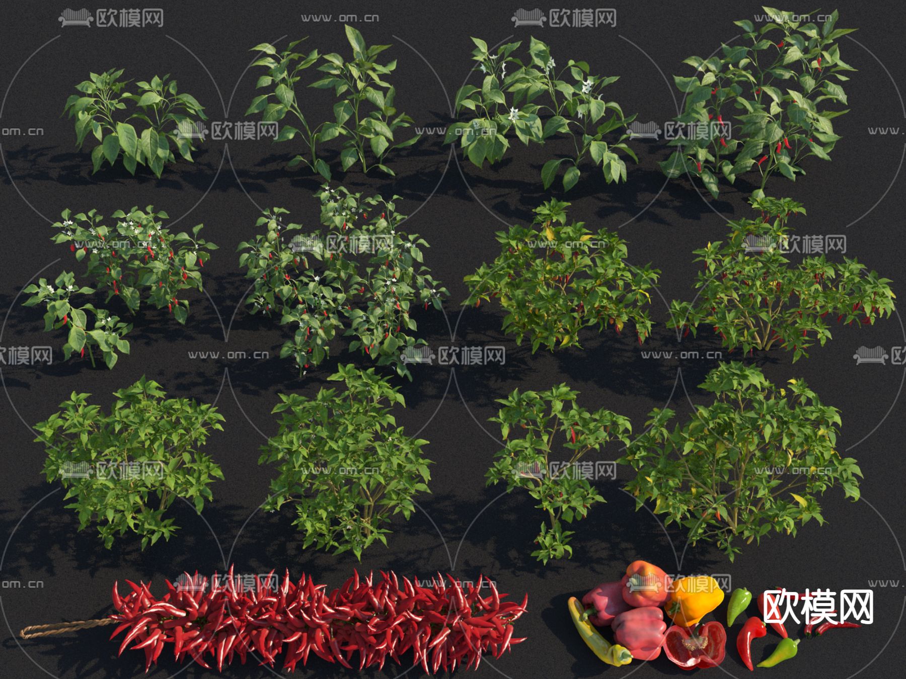 辣椒农作物干辣椒su模型下载（渲染图1）