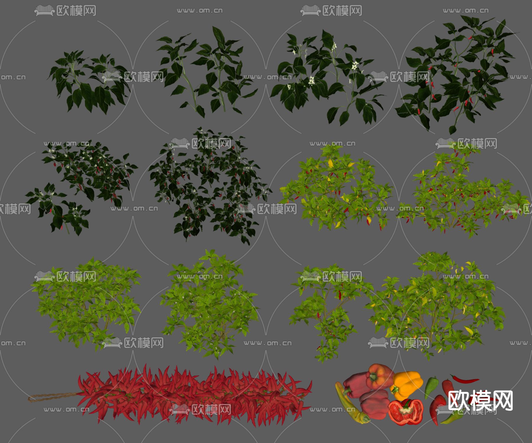 辣椒农作物干辣椒su模型下载（渲染图2）