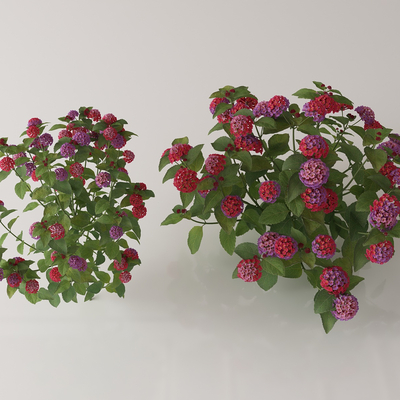  绿植花丛 花簇 花草su模型 