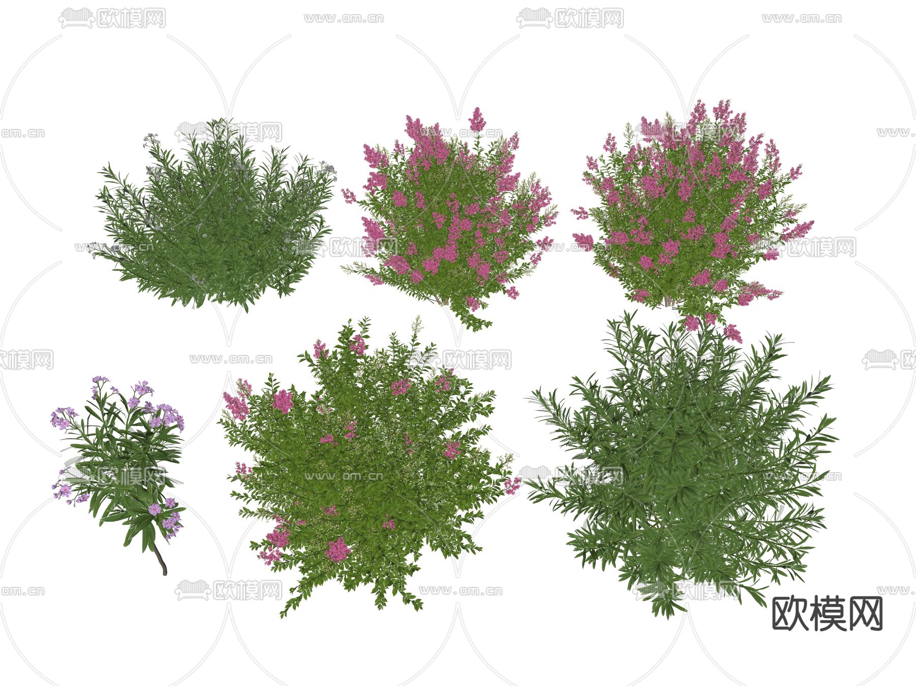 绿植花丛 花簇 花草su模型下载（渲染图2）