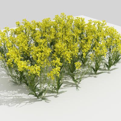  油菜花su模型 