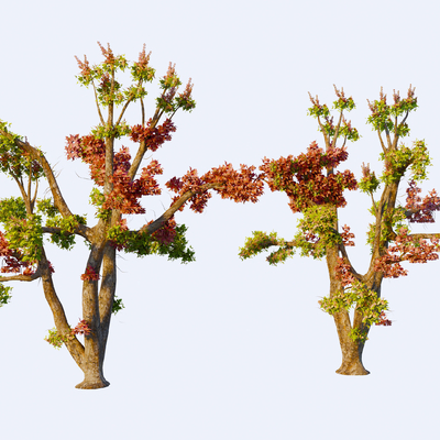  乔木 枫树 红枫 银杏树 大树su模型 