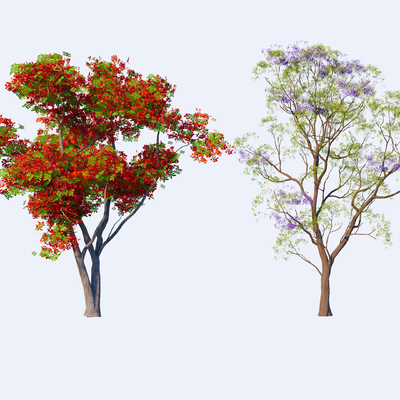  凤凰木 蓝花楹 行道树 开花树 大树su模型 
